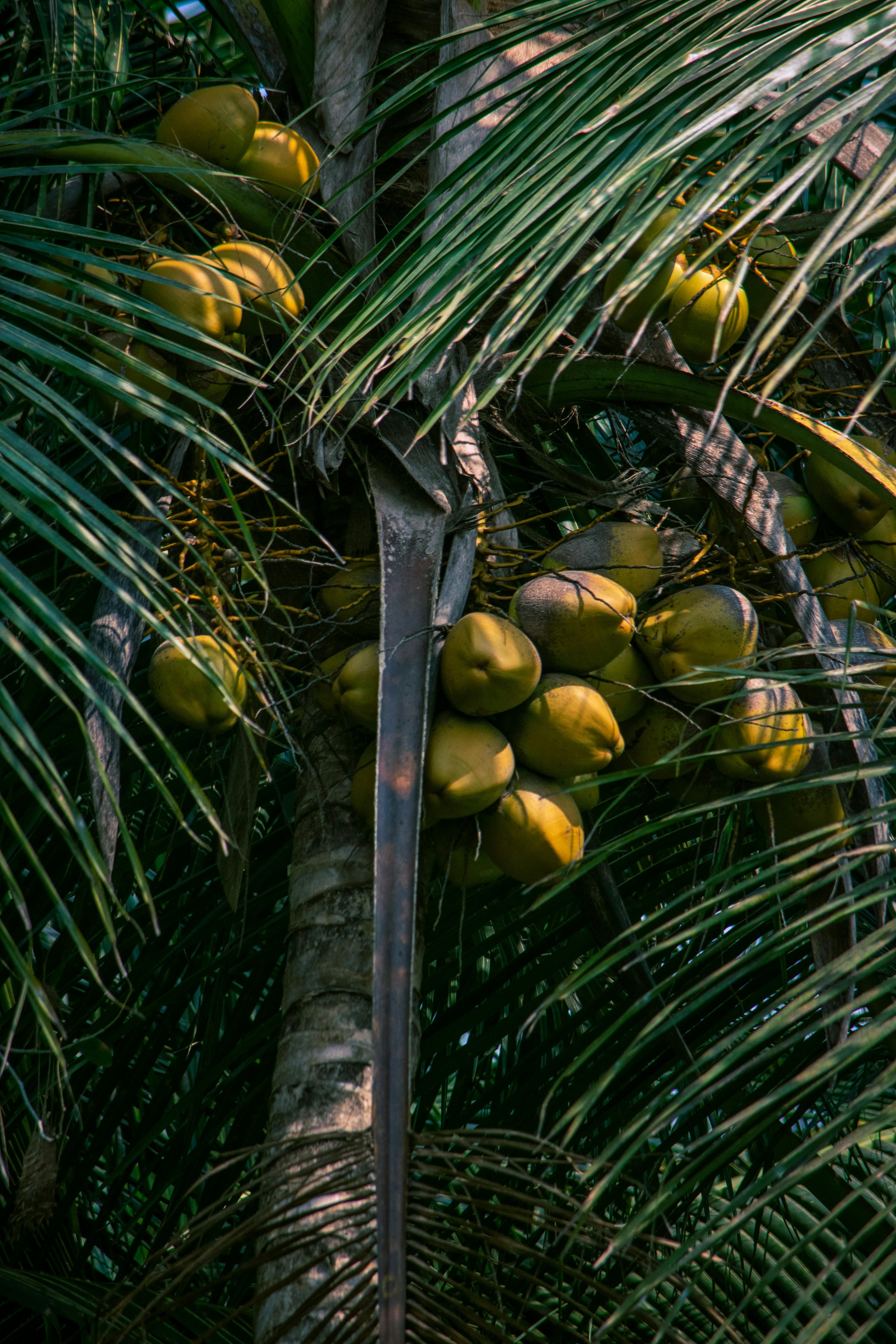 The Purest Coconut Source