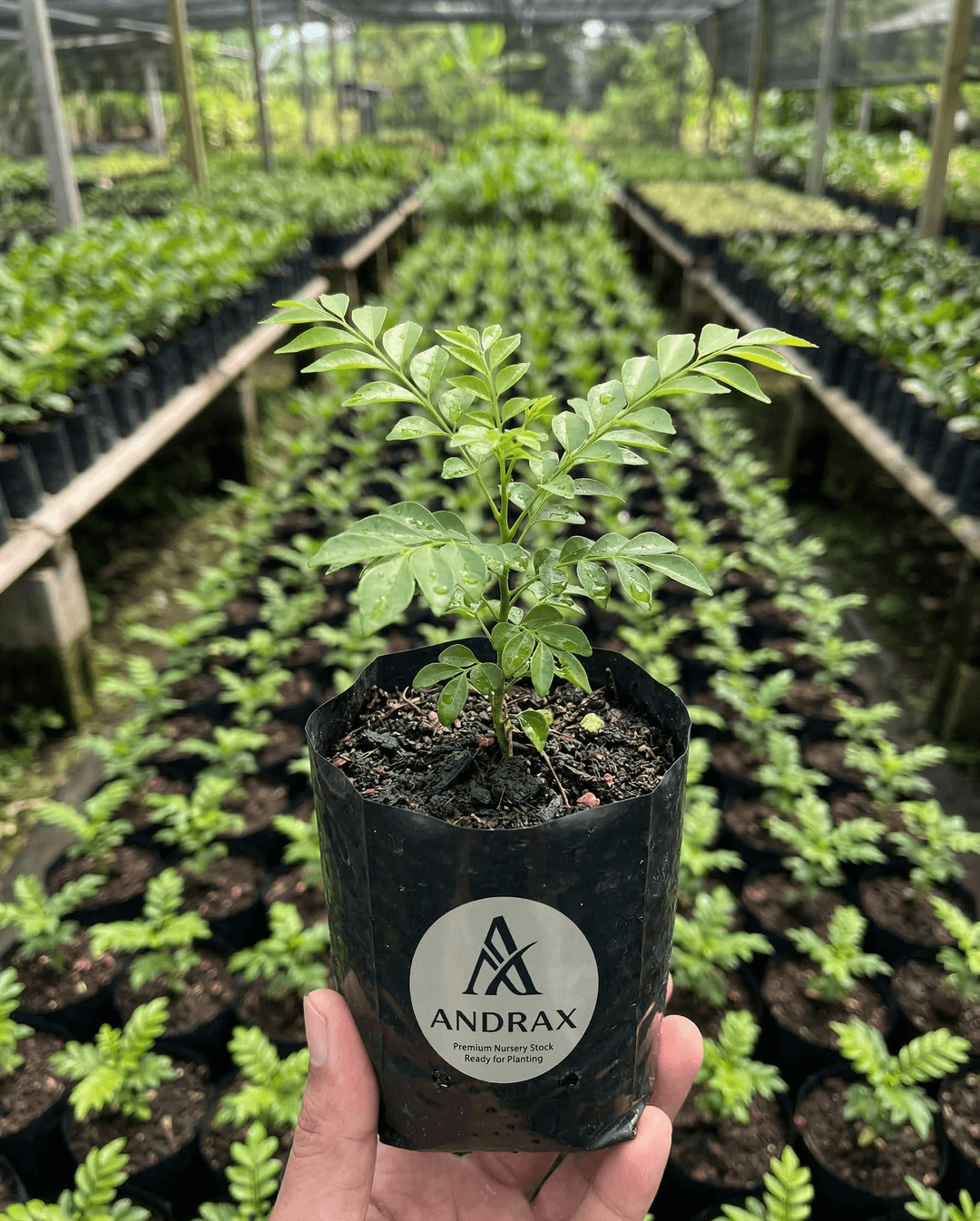 Nursery Polybag Plants